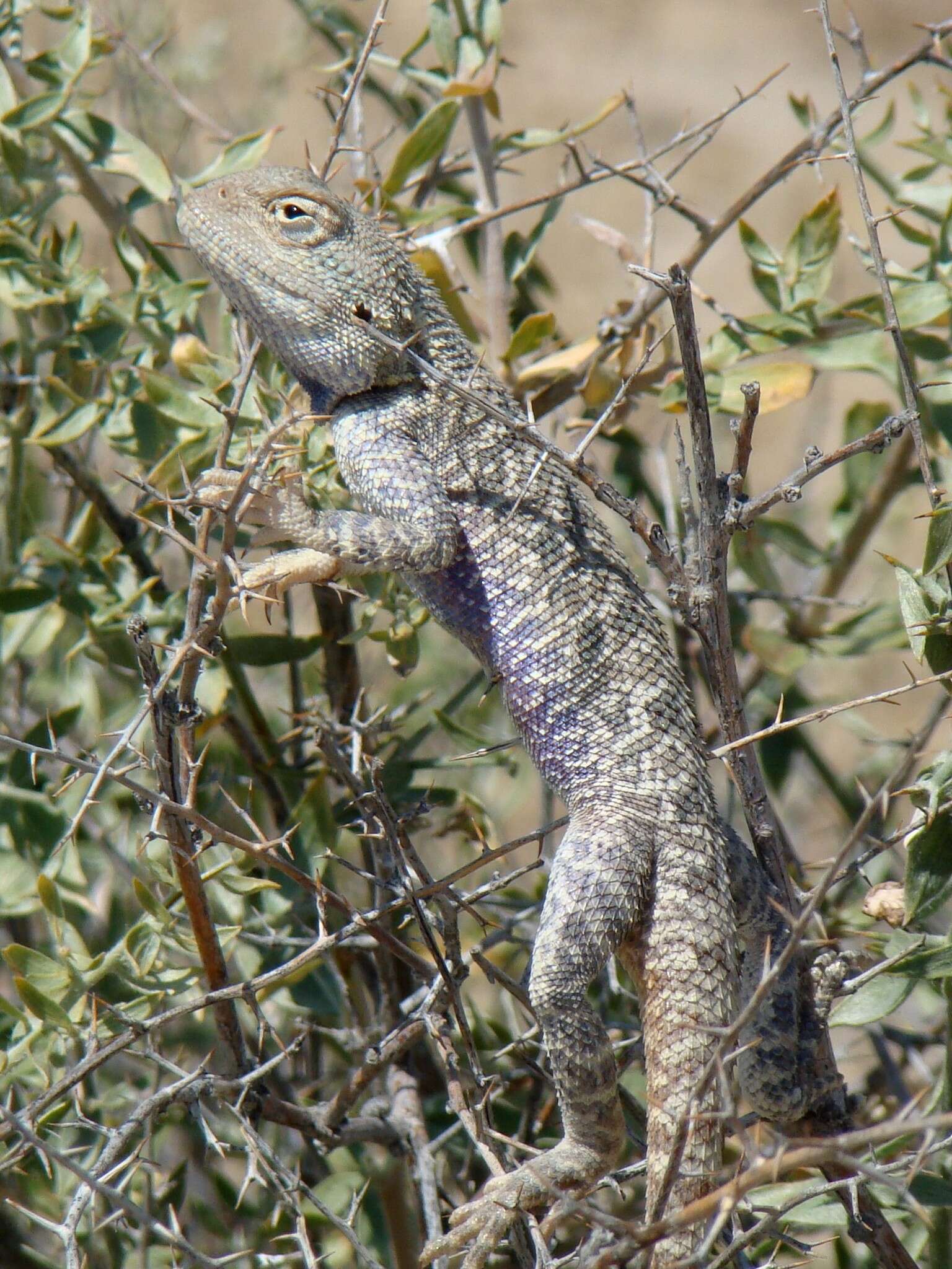 Imagem de Trapelus sanguinolentus (Pallas 1814)