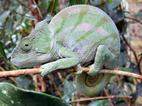 Image of Parson's Chameleon