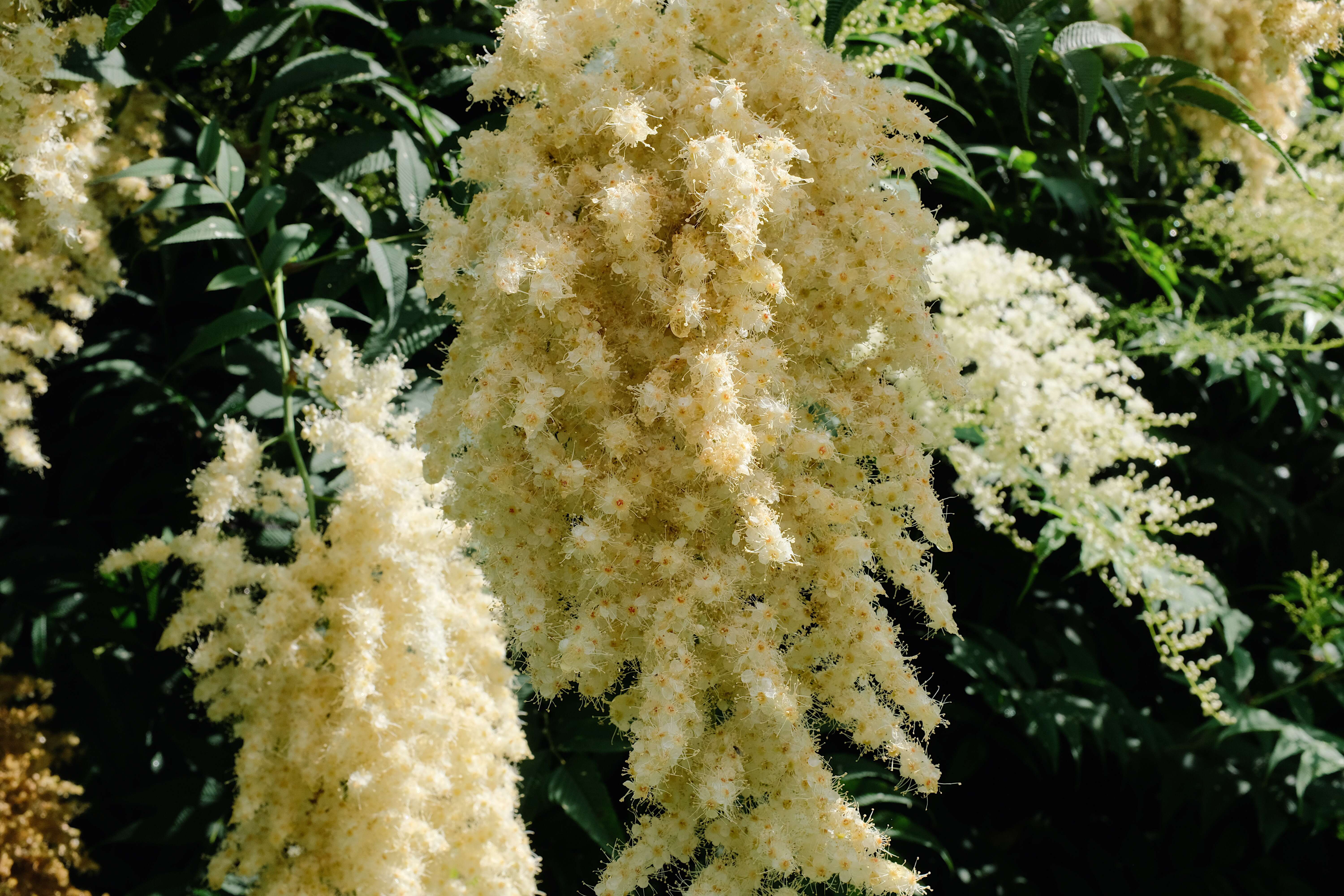 Image of false spiraea