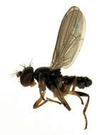 Image of periscelidid flies