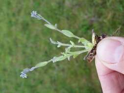 Image of strict forget-me-not