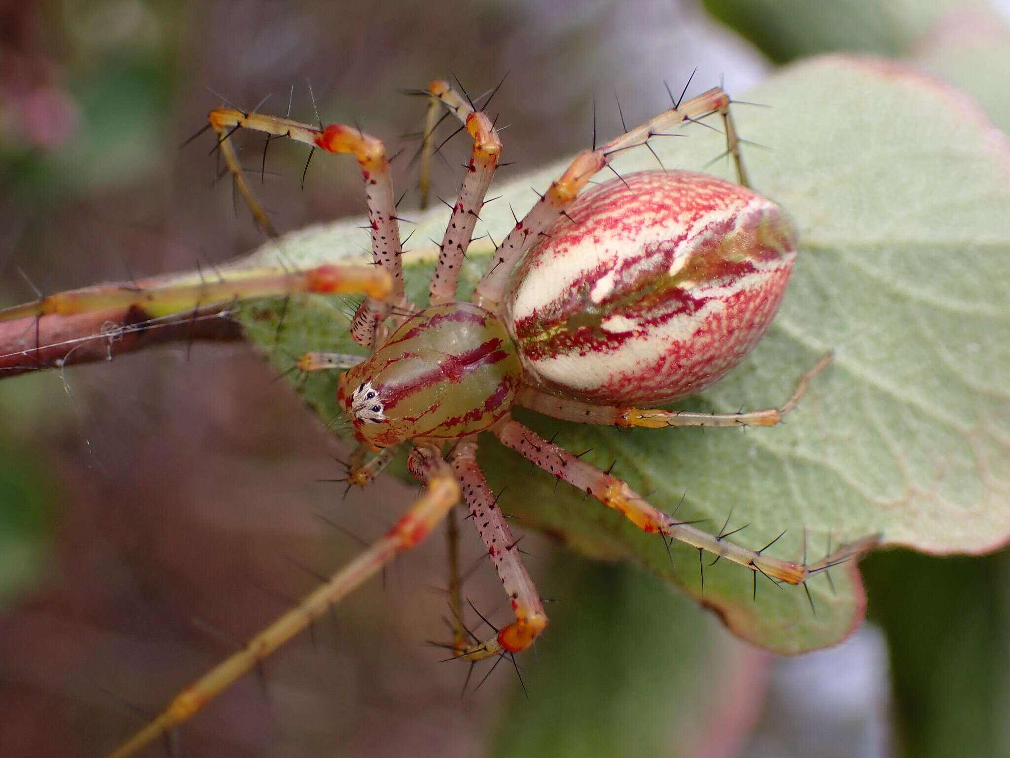 Image of Peucetia