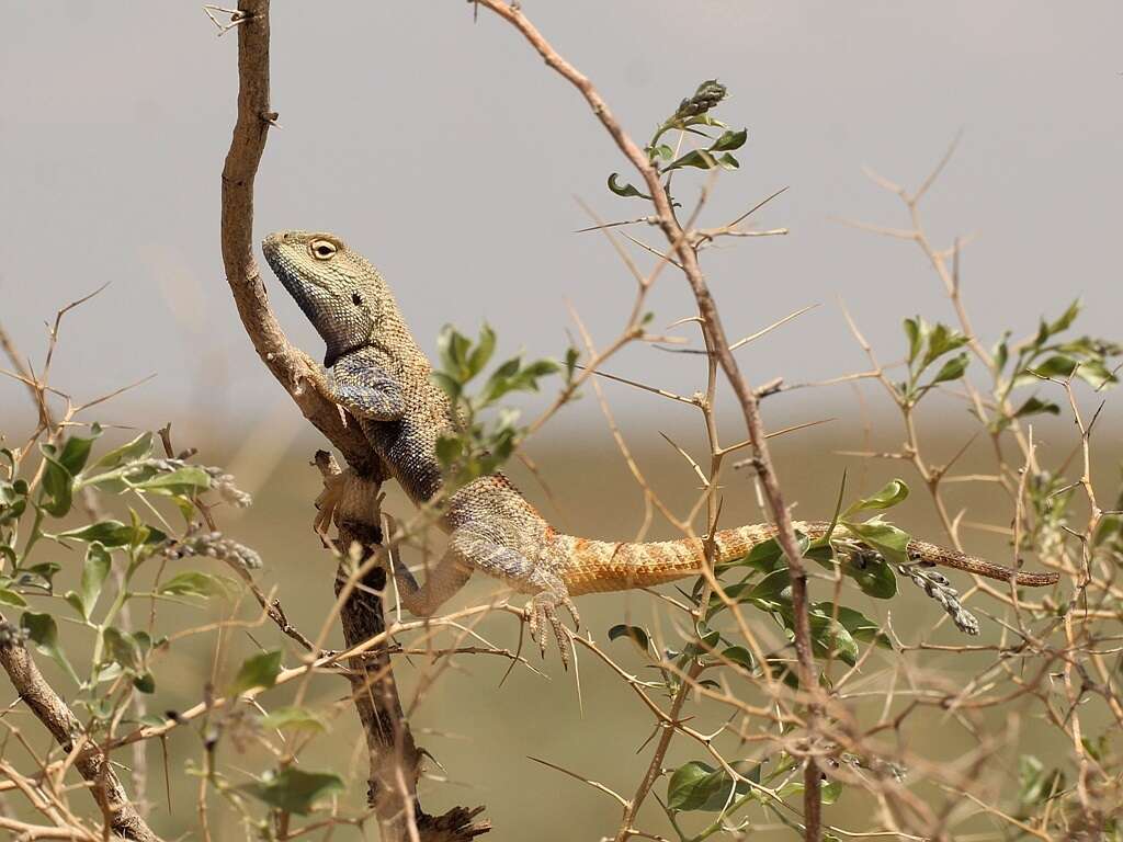 Imagem de Trapelus sanguinolentus (Pallas 1814)