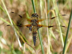 Image of Four-spotted Chaser