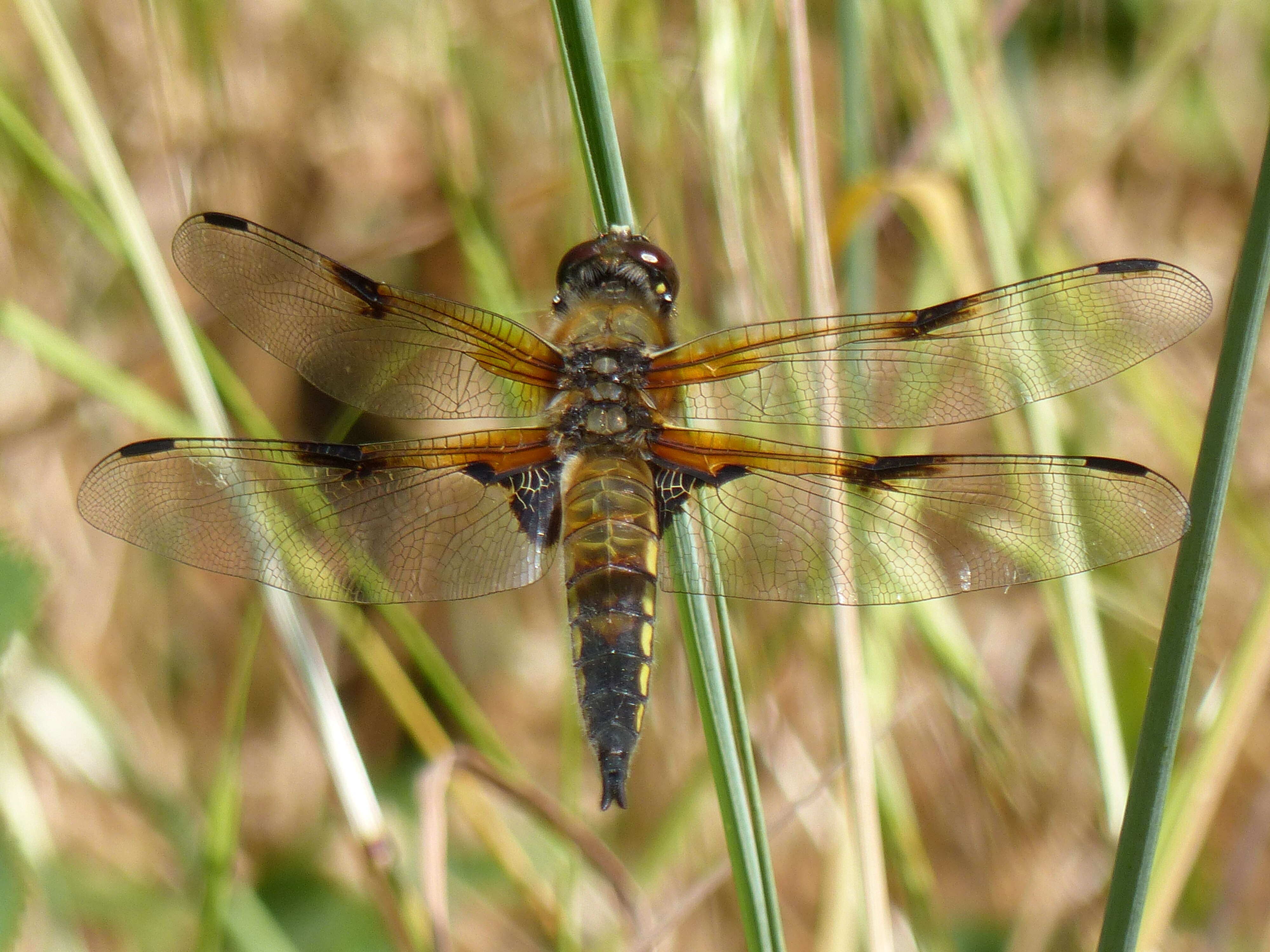 Image of Four-spotted Chaser