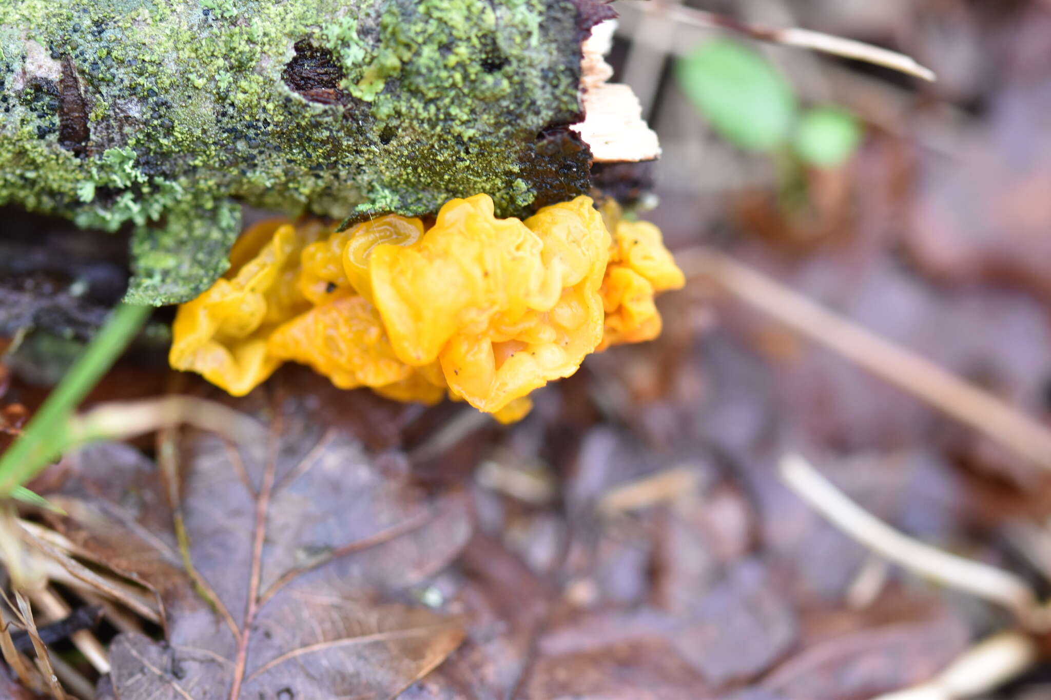 Image of Witches butter