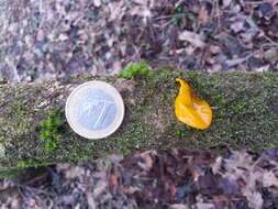 Image of Witches butter