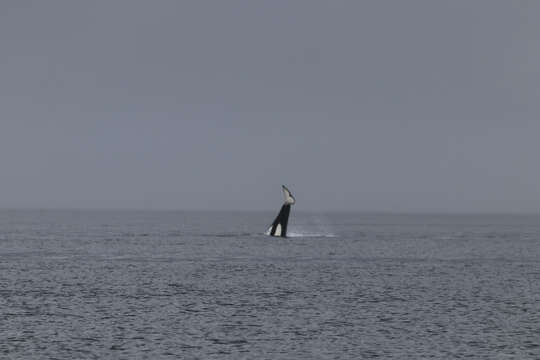 Image of killer whale