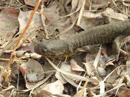 Image of Barred Tiger Salamander