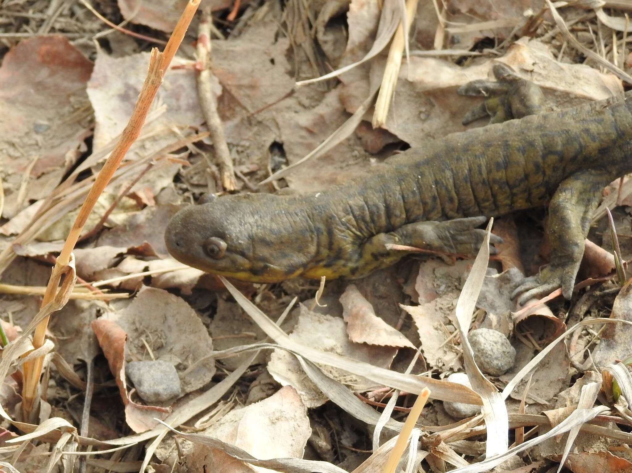 Image of Barred Tiger Salamander