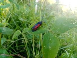 Plancia ëd Zygaena purpuralis Brünnich 1763