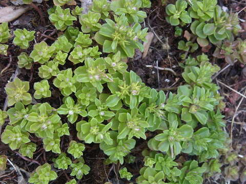 Image of Phedimus stellatus (L.) Rafin.