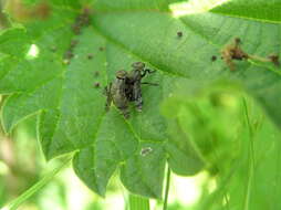 Image of Fly