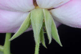 Image of climbing rose