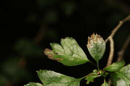 Imagem de Stigmella oxyacanthella (Stainton 1854) Beirne 1945