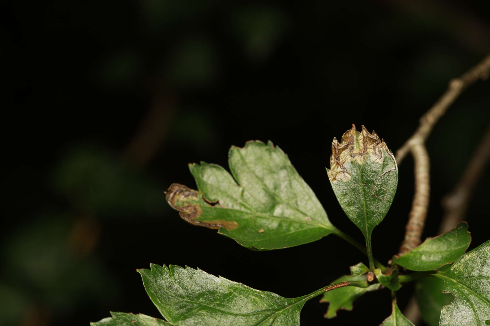 صورة Stigmella oxyacanthella (Stainton 1854) Beirne 1945