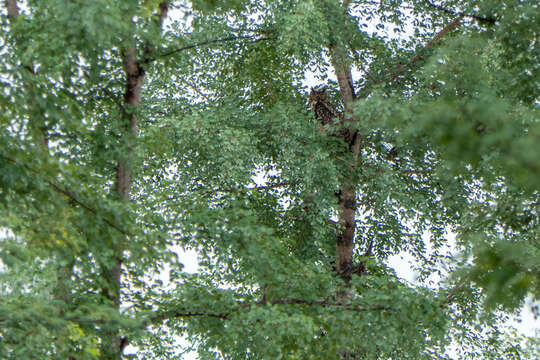 Image of Indian Eagle-Owl