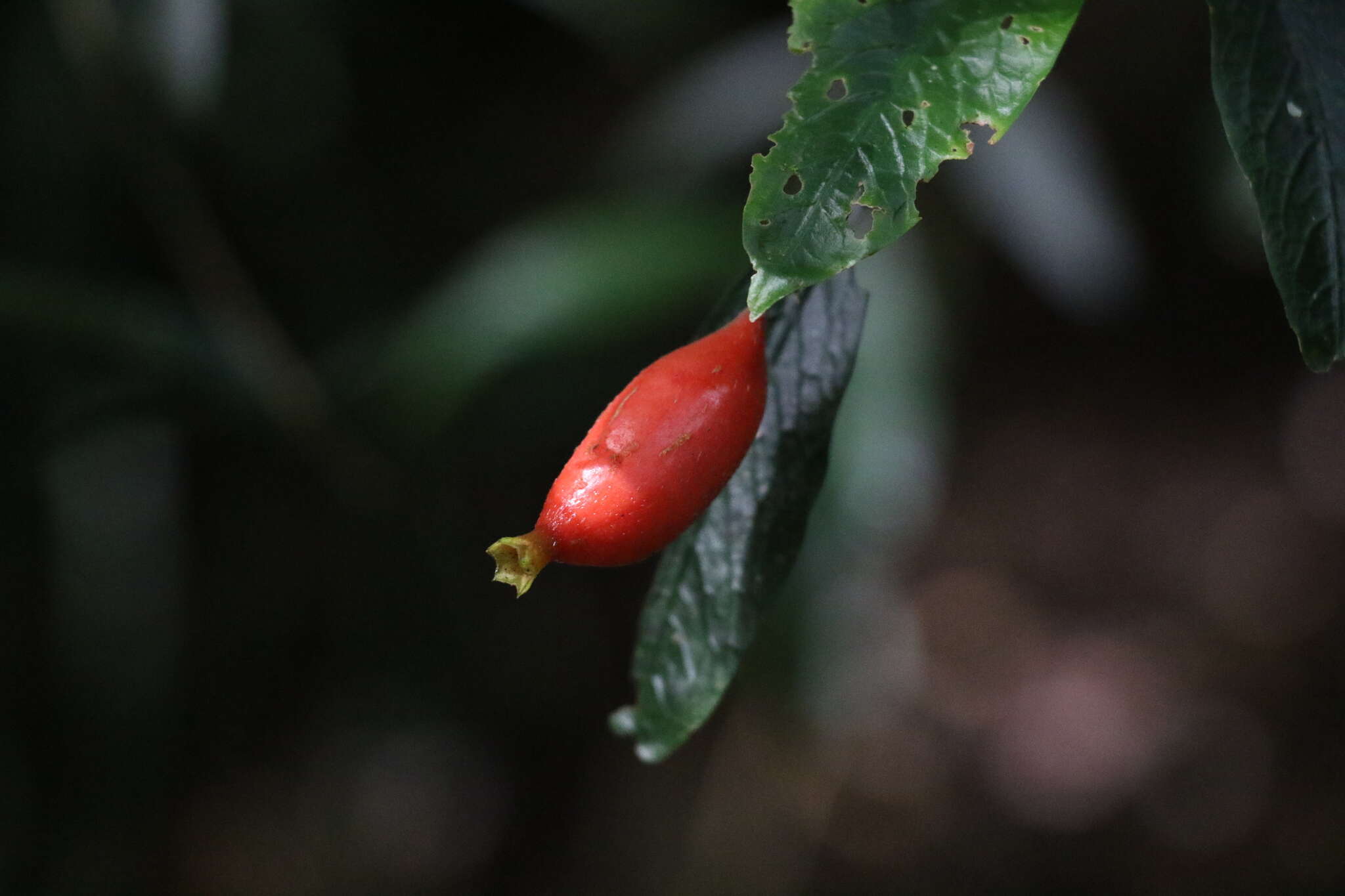 Image of Atractocarpus chartaceus (F. Muell.) Puttock