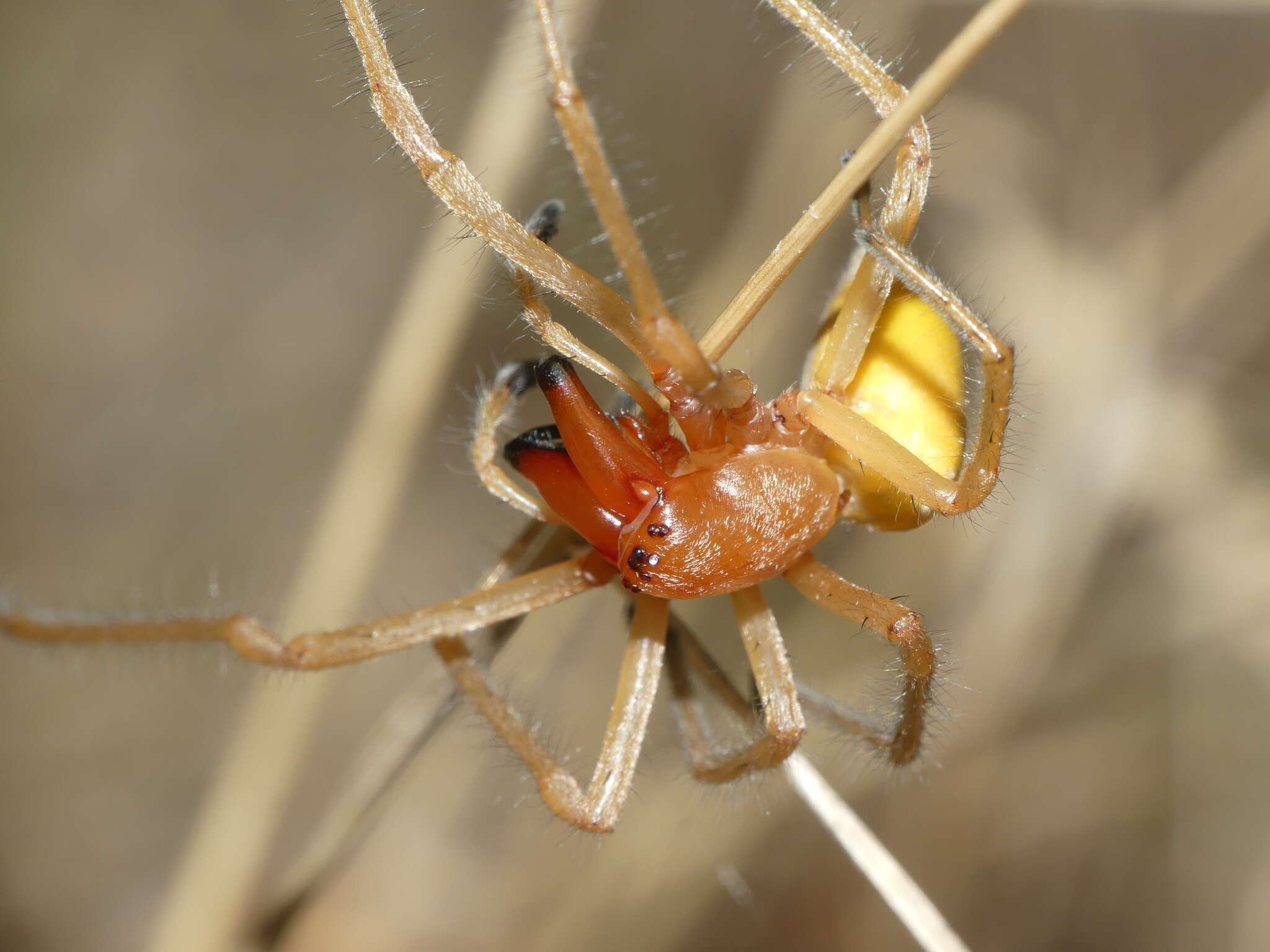 Image of Cheiracanthium punctorium (Villers 1789)