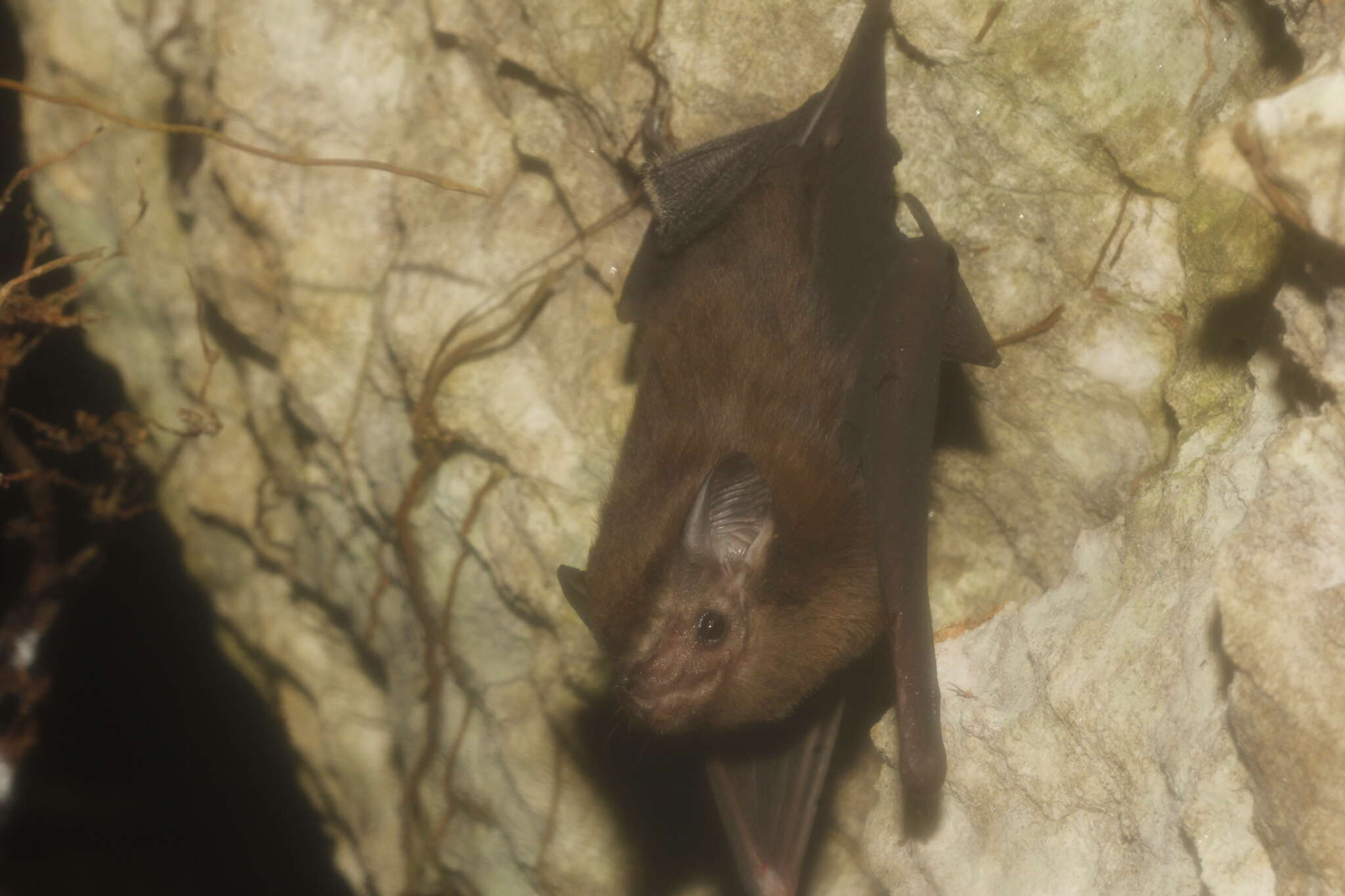 Image of Thomas's Sac-winged Bat