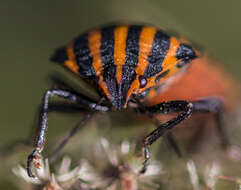 Image of <i>Graphosoma lineatum</i>