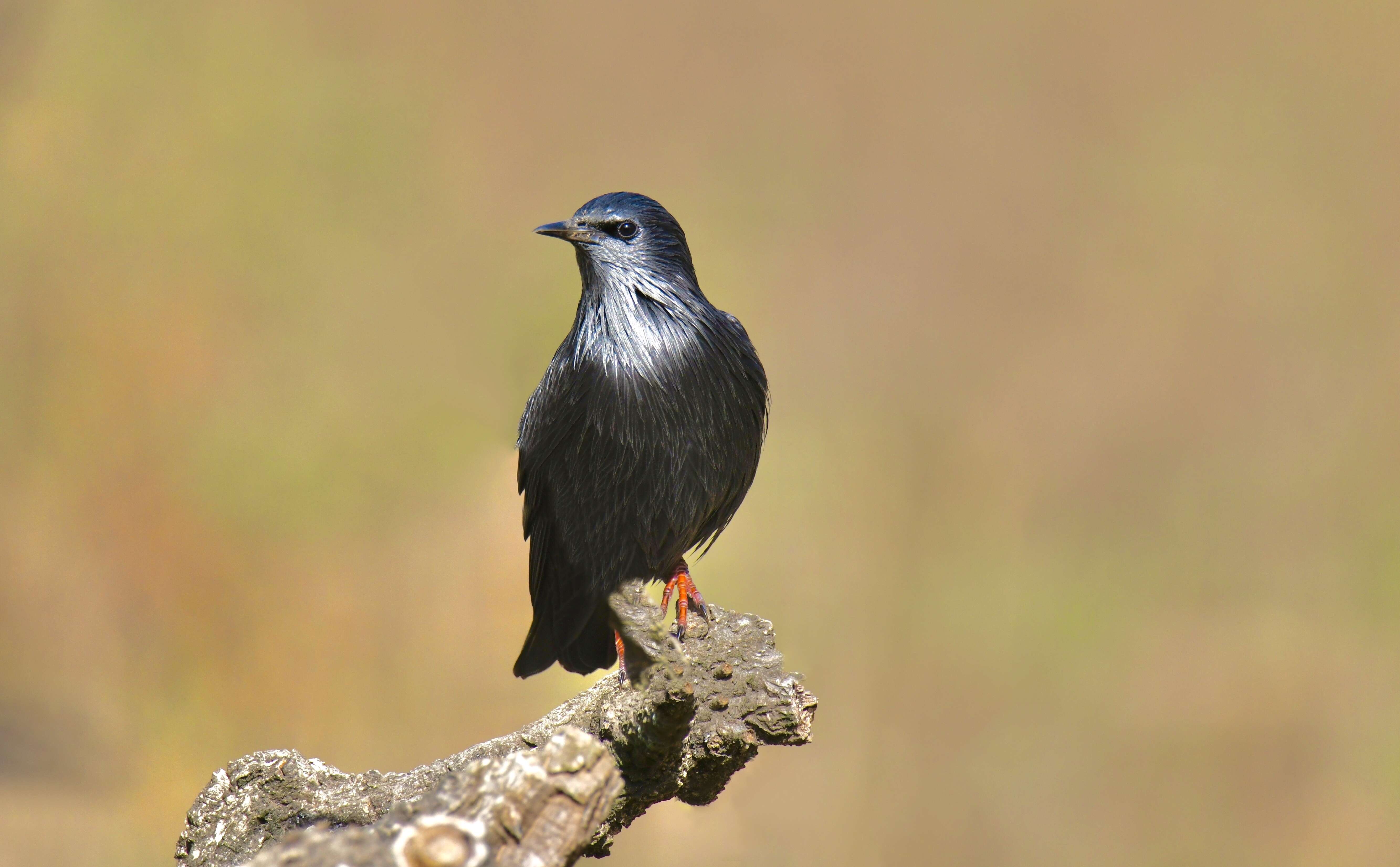 Imagem de Sturnus unicolor Temminck 1820