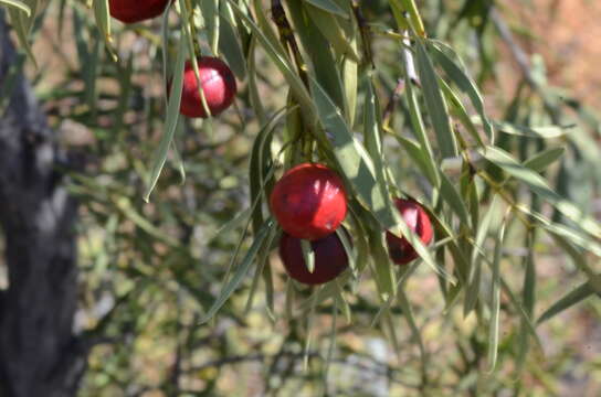 Image of Santalum acuminatum (R. Br.) A. DC.