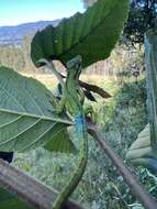 Image of Flat Andes Anole