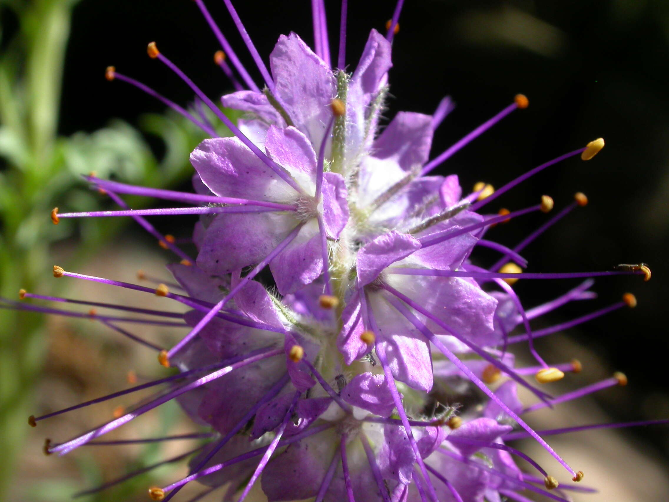 Image of silky phacelia