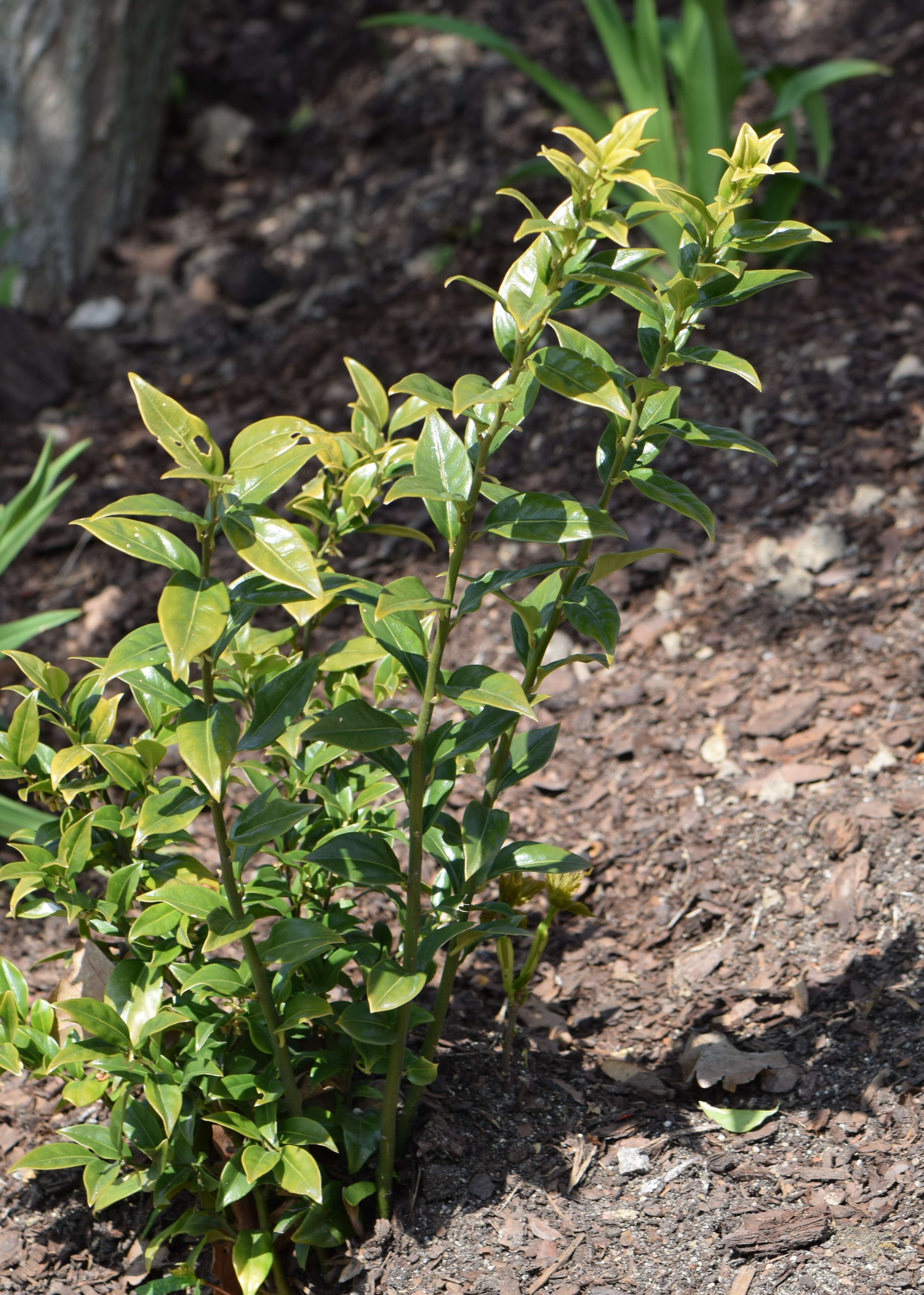 Image of Sarcococca hookeriana Baill.