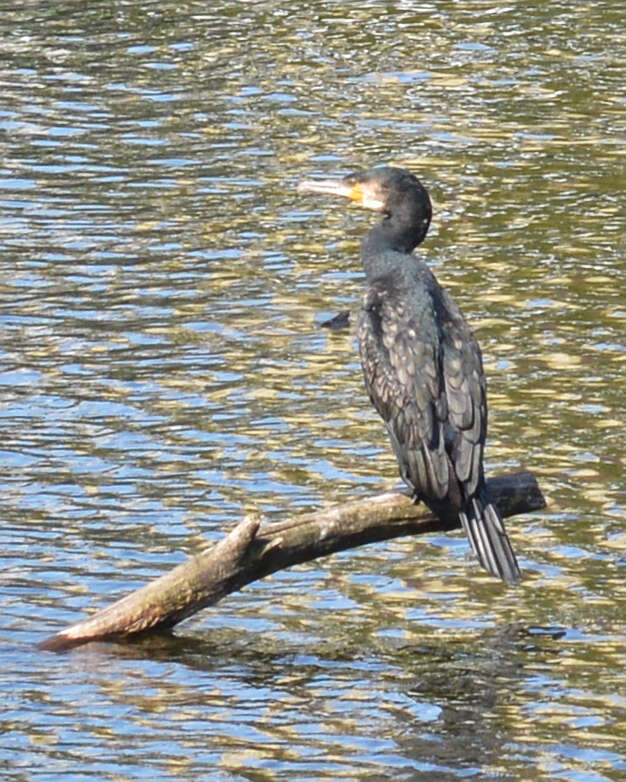 Image of Black Shag