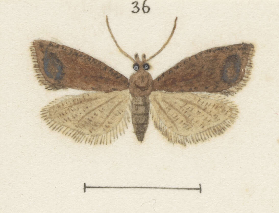 Image of Strepsicrates sideritis