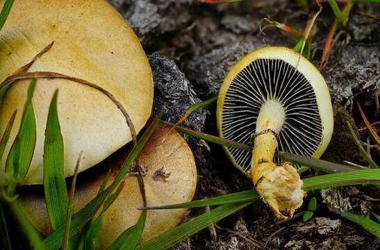 Protostropharia semiglobata (Batsch) Redhead, Moncalvo & Vilgalys 2013 resmi