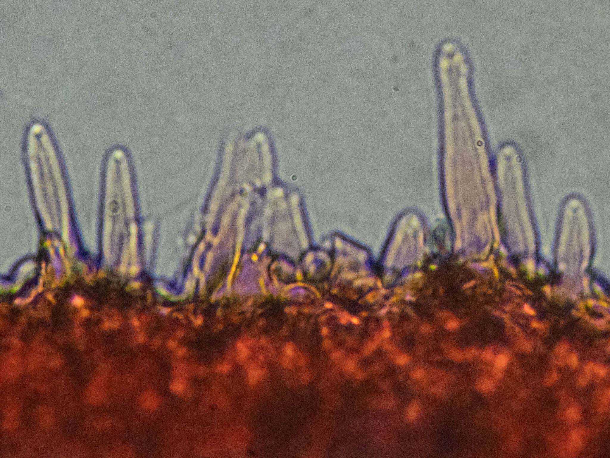 Image de Strobilurus tenacellus (Pers.) Singer 1962