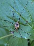 Image of Daddy longleg