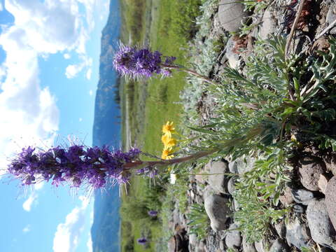 Image of silky phacelia