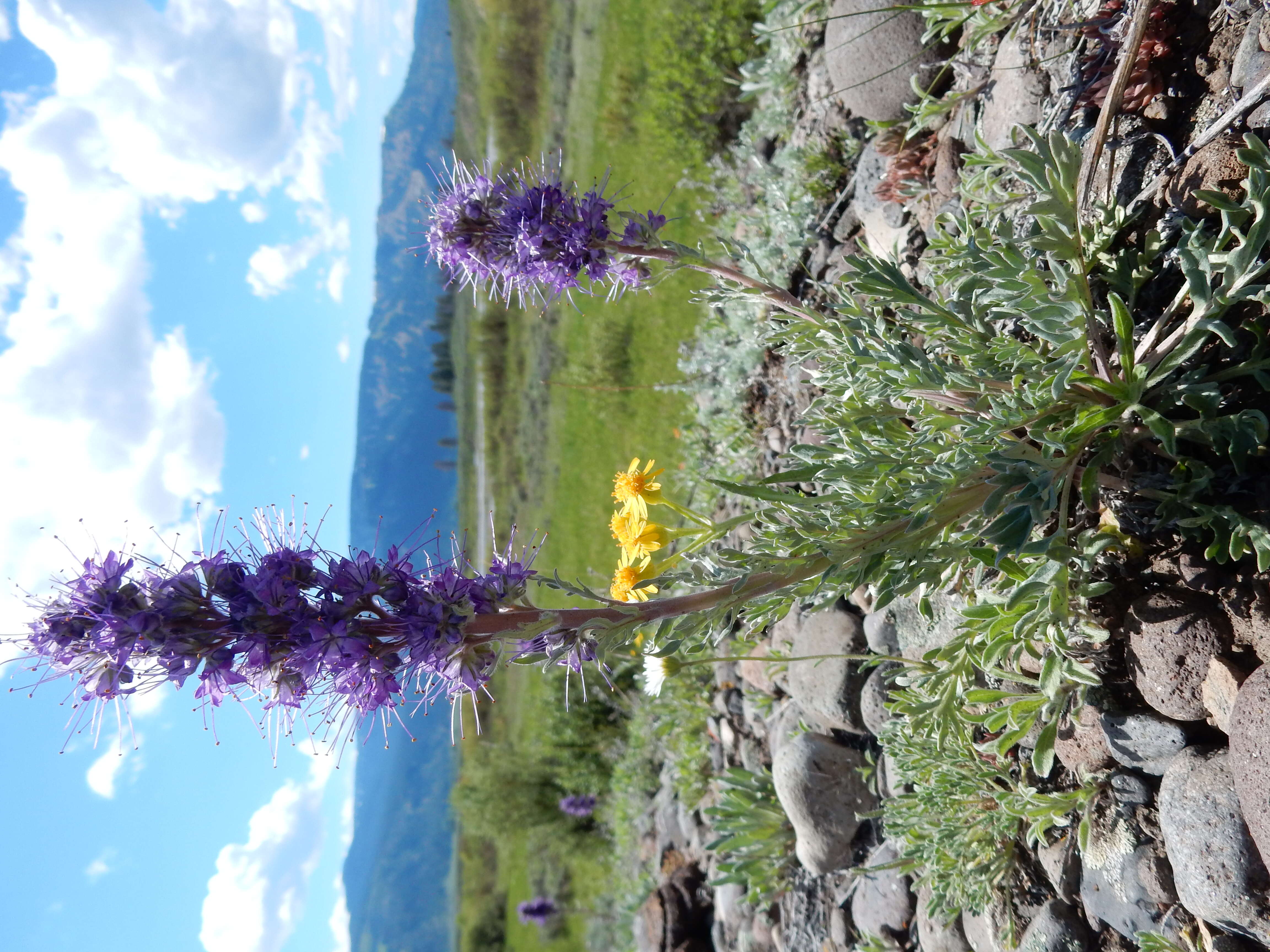 Image of silky phacelia