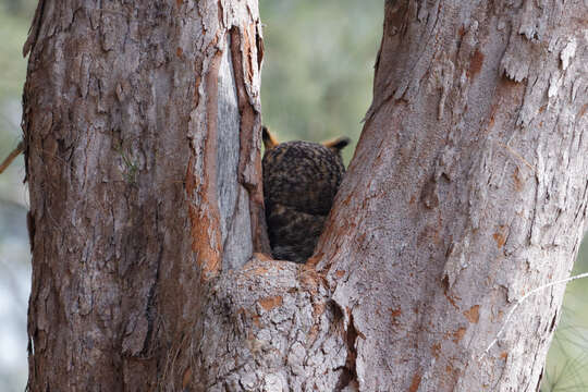 Image of Great Horned Owl