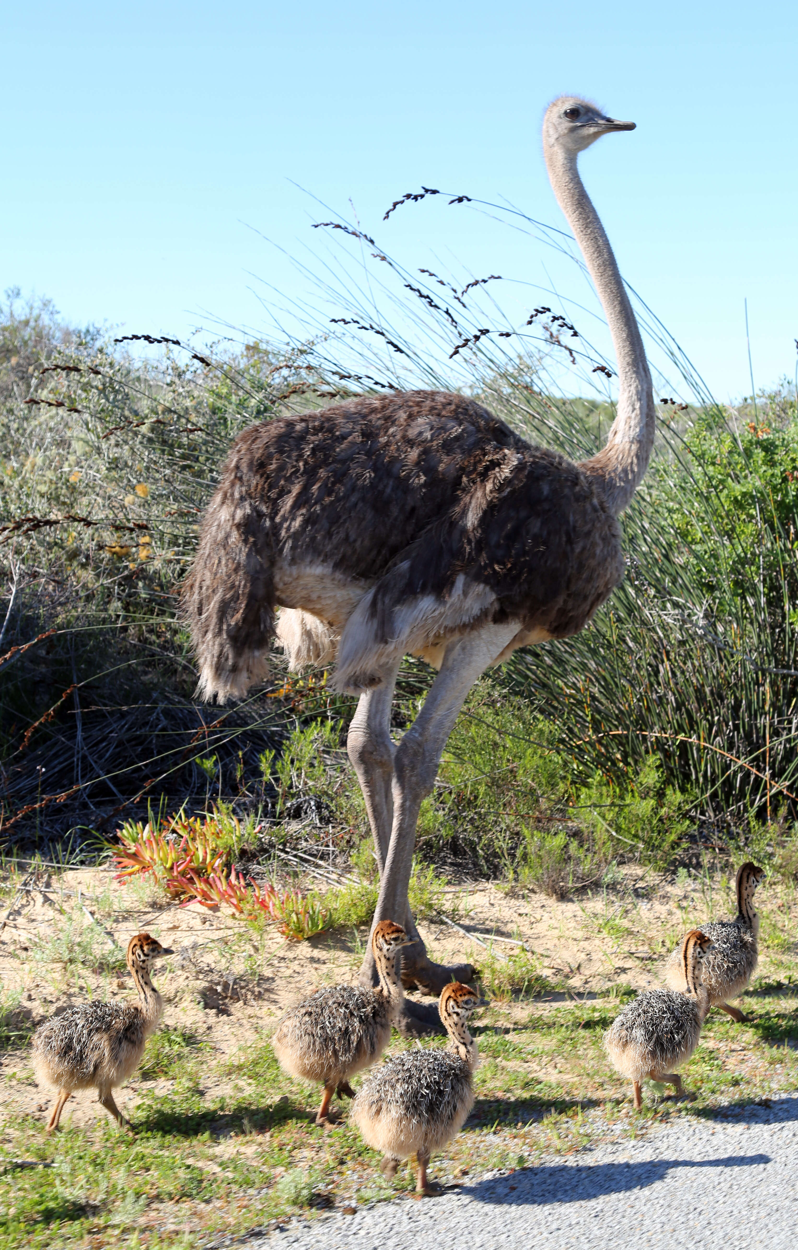 Image of ostriches