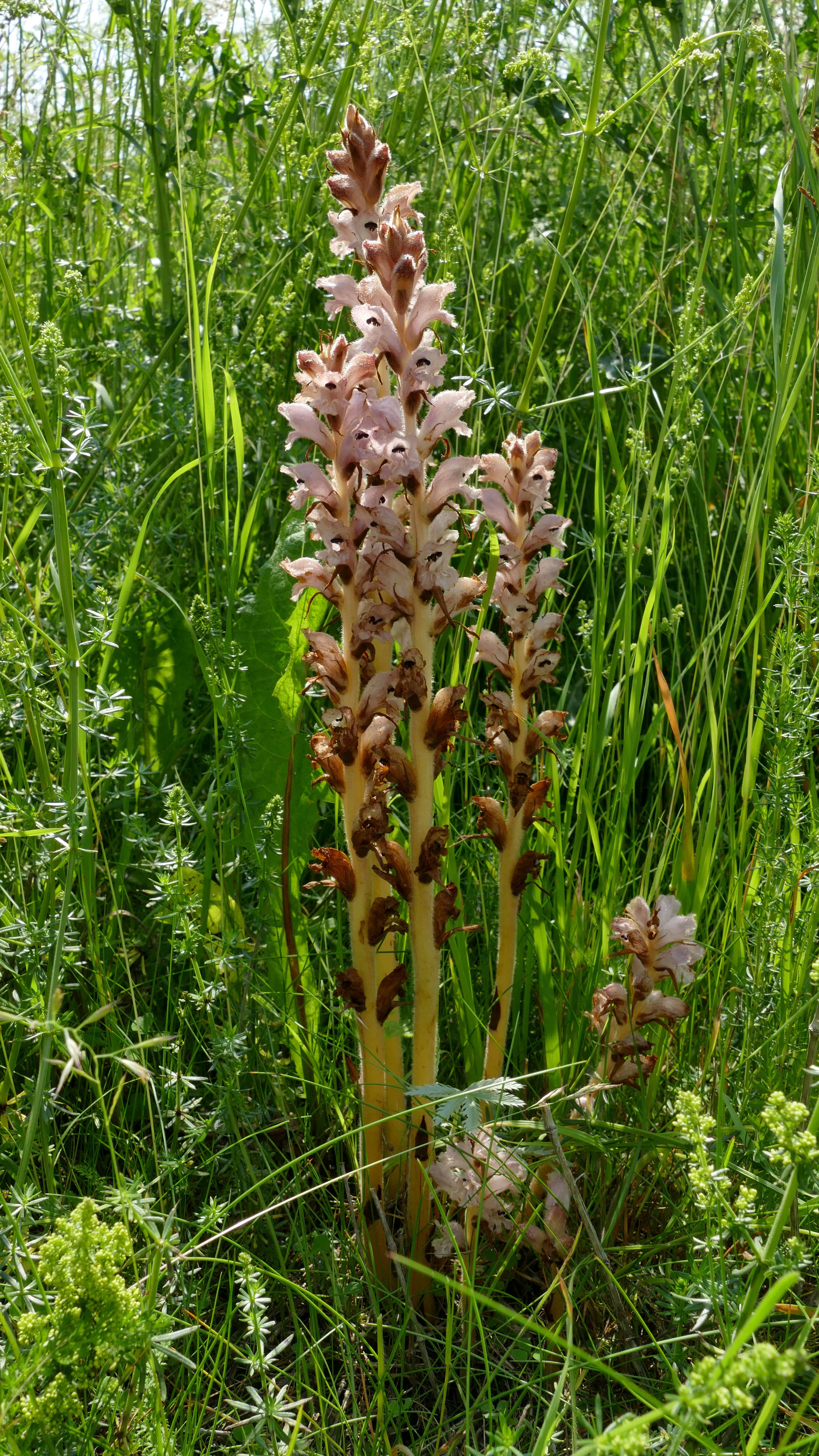 Imagem de Orobanche caryophyllacea Sm.