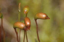 Image of calliergonella moss