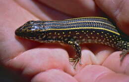 Image of Ornate Girdled Lizard