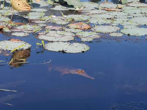 Image of Australian Freshwater Crocodile