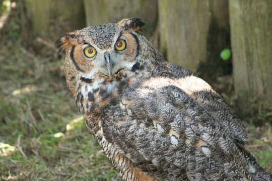 Image of Great Horned Owl