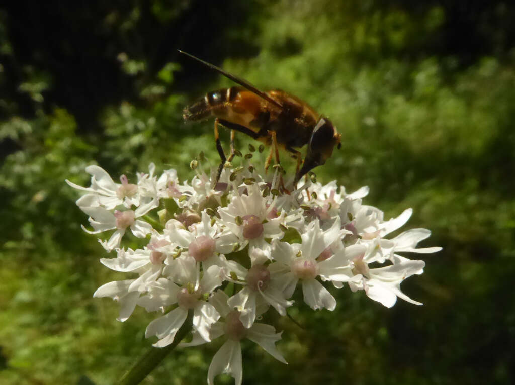 Image of Eristalis pertinax (Scopoli 1763)