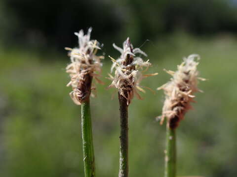 Image of Common Spike-rush