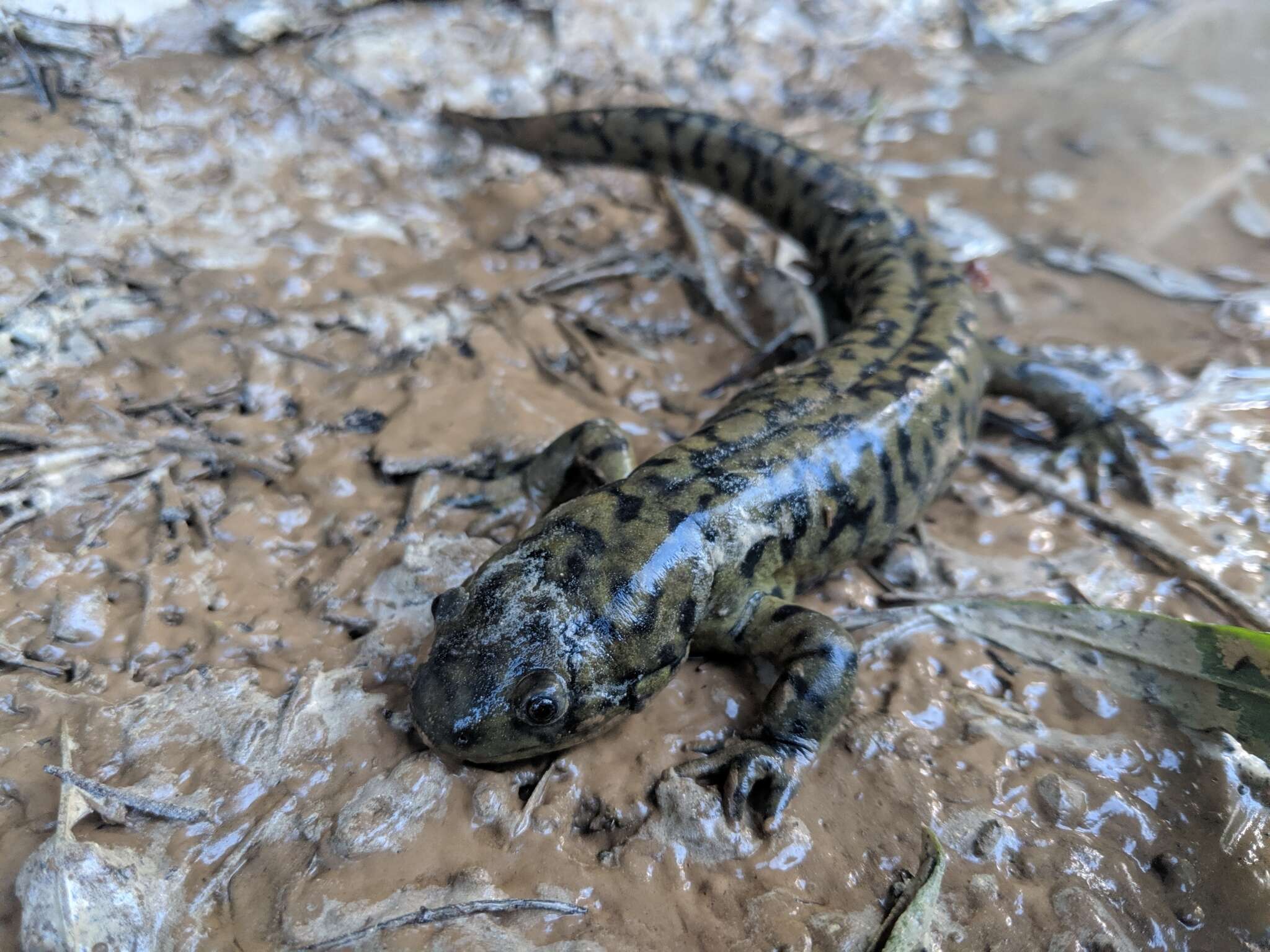 Image of Barred Tiger Salamander