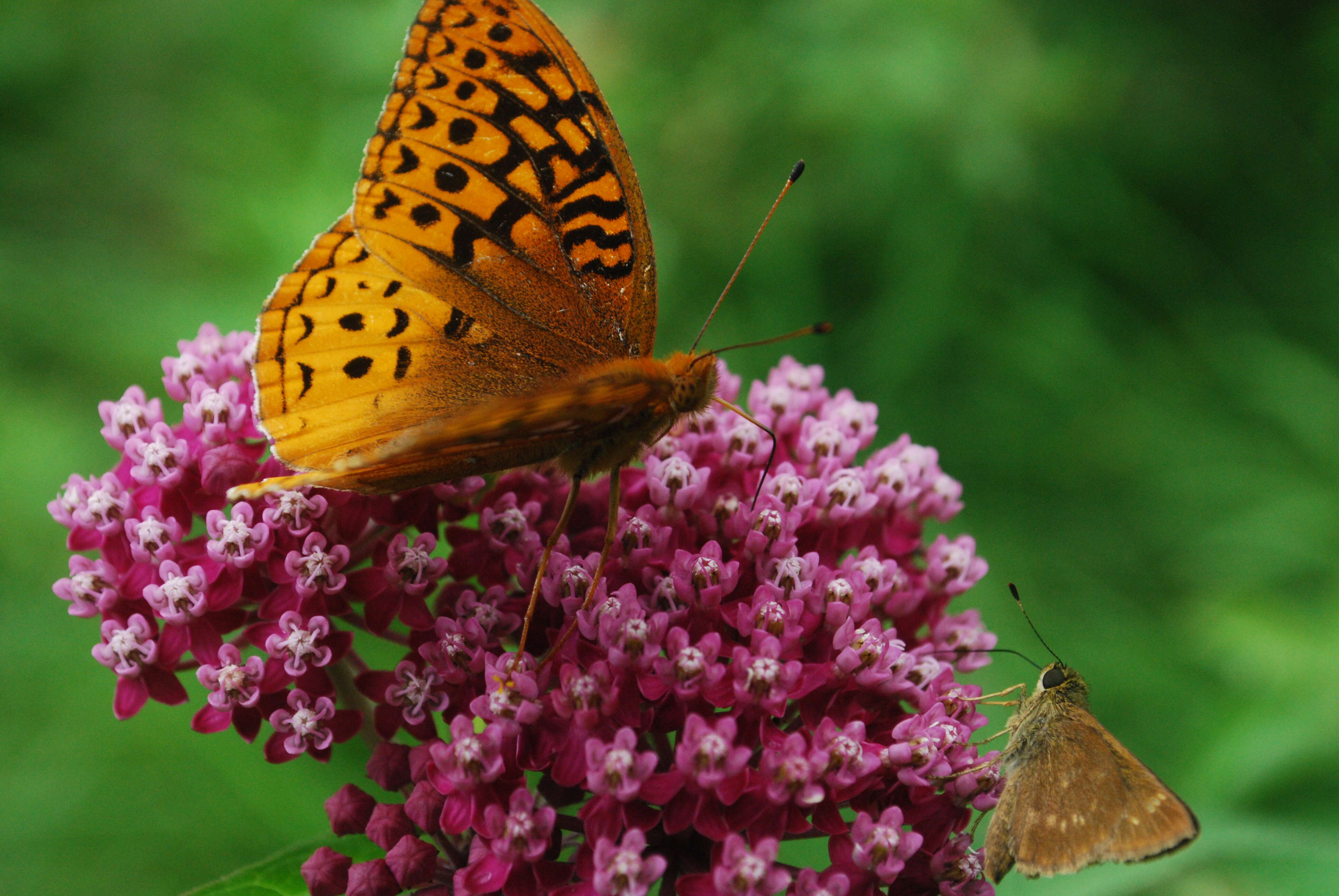 Image of swamp milkweed