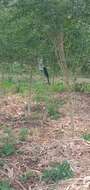 Image of Black Drongo