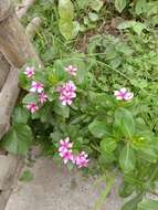 Image of Madagascar periwinkle